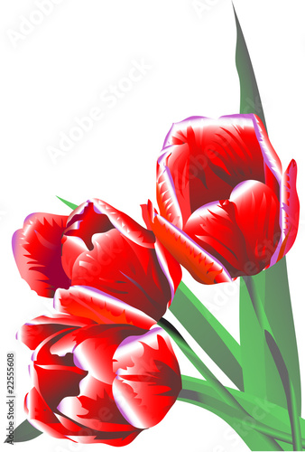 trzy-jaskrawego-bordo-kwitna-tulipanu-z-zielonymi-liscmi