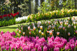 Pink hyacinths and colorful tulips