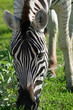 Zebra in Botswana