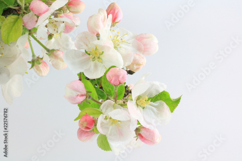 Naklejka samoprzylepna Apfelblüte