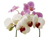 Fototapeta Storczyk - orchids