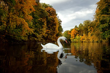 White Swan On Lake