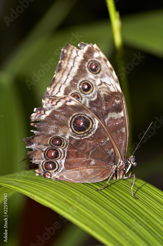 Tapeta ścienna Niebieski motyl morpho