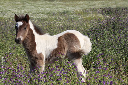 Naklejka dekoracyjna keckes pony fohlen