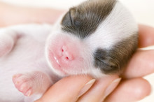 Newborn Puppy On The Palms Close-up