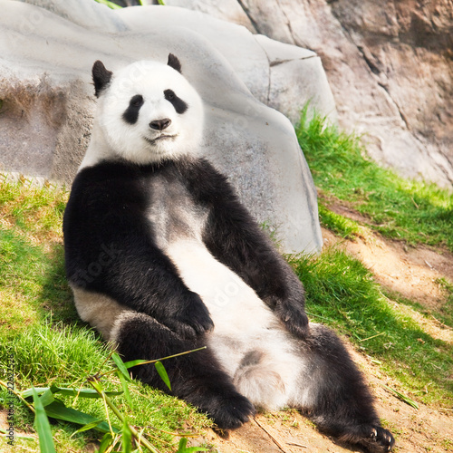 Obraz na płótnie canvas Panda wielka