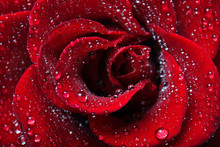 Rose Dew Drops
