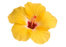 Yellow Hibiscus Isolated On White