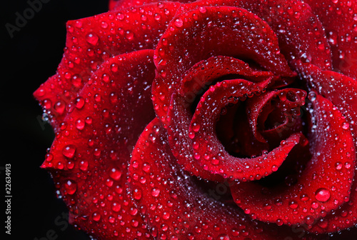 Tapeta ścienna Krople róży rosa