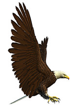American Bald Eagle Side