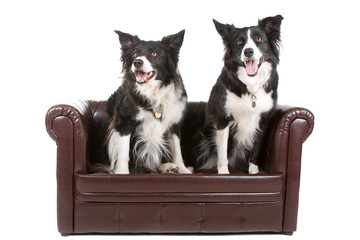 Wall Mural - front view of two border collie dogs up on a coach