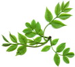 © Tatesh - leafs of tree
