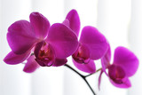 Fototapeta Storczyk - Pink Orchid Phalaenopsis Close Up