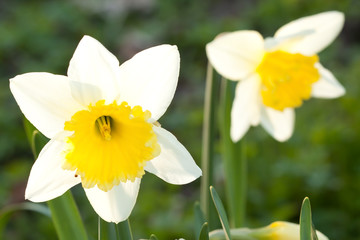 Spring flower