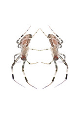 Wall Mural - animal spider isolated