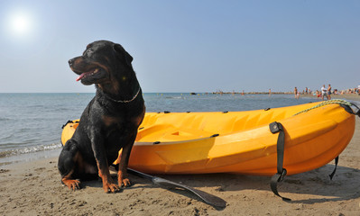 Sticker - chien en vacances