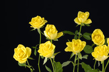 Bouquet Of Yellow Rose On Black
