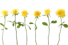 Set Of Sex Long Stem Yellow Rose