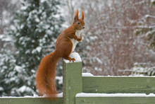 Red Squirrel Sitting On A Green Fence While It Snows Squirrel