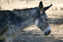 Donkey Profile Side View Portrait In Gray  Color