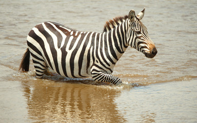 Wall Mural - Single zebra (African Equids)