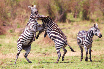 Sticker - Herd of zebras (African Equids)