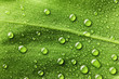 canvas print picture Water drops on leaf