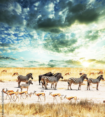 Plakat na papierze fotorealistycznym Zebra na zachód słońca