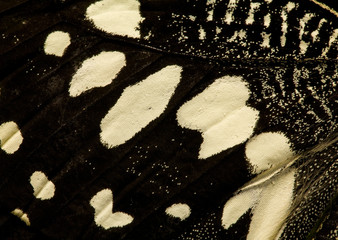 Wall Mural - black and white butterfly wing