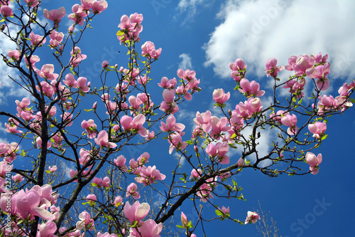 Board z aluminiowym obramowaniem Kwiat magnolii