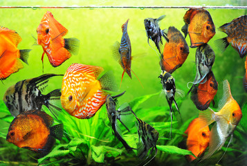 Wall Mural - aquarium d'eau douce