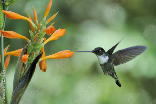 Fotoboard na płycie Coeligena torquata, Inca Hummingbird