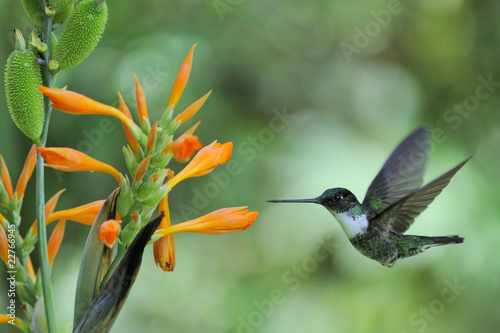 Fotoboard na płycie Coeligena torquata, Inca Hummingbird