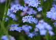niebieskie kwiaty, wiosenne niezapominajki, wiosna, kwiatowy plakat
