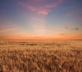 Beautiful sunset over a wheat field in France