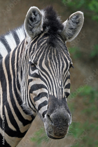 Plakat na papierze fotorealistycznym Zebra