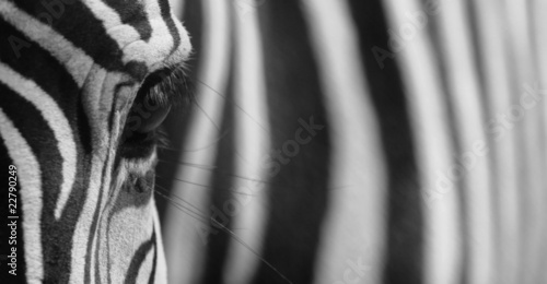 Obraz na płótnie canvas trzyczęściowy "tryptyk" Zebra