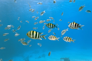 Wall Mural - Shoal of sergeant fish