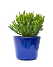 Succulent Crassula Plant With Tubular Leaves, In Dark Blue Pot,