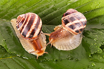 Wall Mural - Two snails on leaf closeup