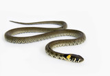 Natrix natrix snake on the white