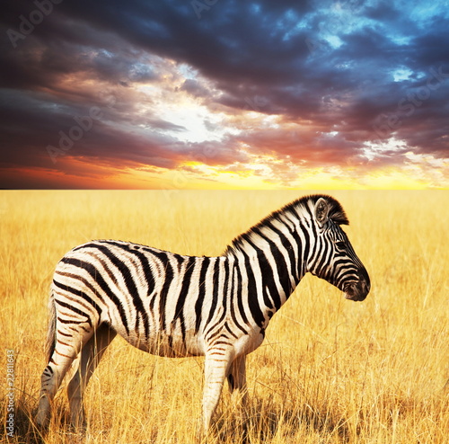 Plakat na papierze fotorealistycznym Zebra