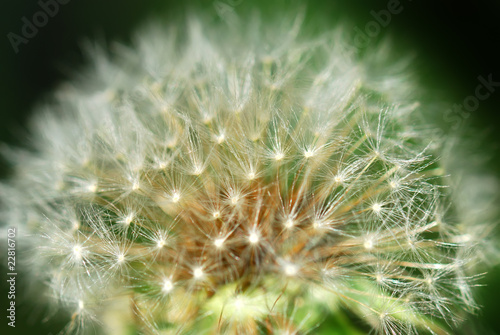 Obraz na płótnie canvas dwuczęściowy "dyptyk" Zdjęcie makro dandelion