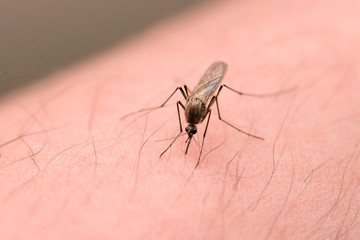 Bloodsucking mosquito