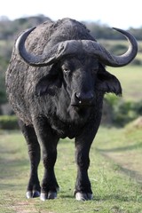 Wall Mural - african buffalo