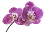 Fototapeta Storczyk - Macro of orchid