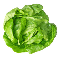 Wall Mural - Boston Lettuce