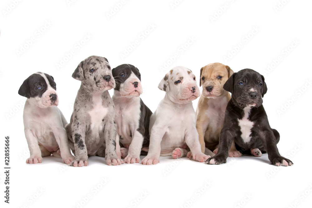 group of six great dane puppies isolated on white - obrazy, fototapety, plakaty 