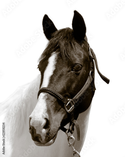Plakat na zamówienie Horse