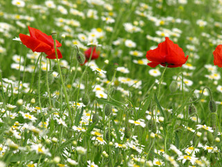 Canvas Print - poppy field